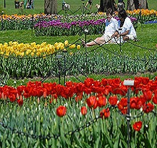 Tulip Festival